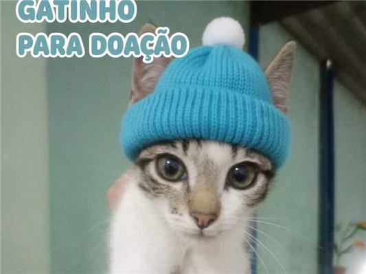 Gato para adoção Macho Pequeno 2 a 6 meses