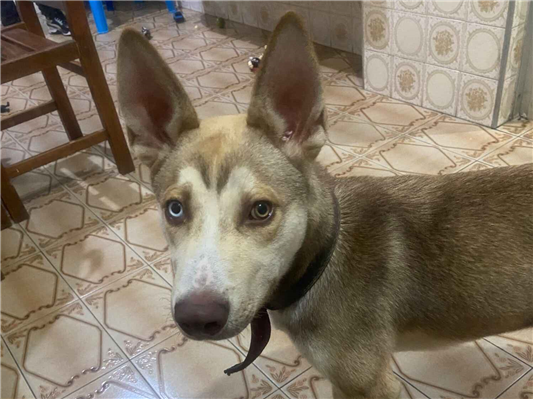 Cao - Macho Médio1 ano