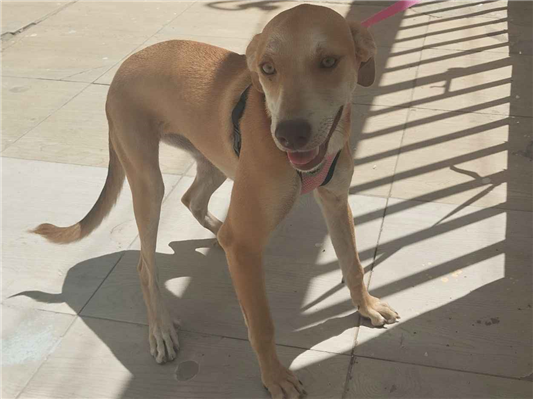 Cachorro cão para adoção Fêmea Médio  7 a 11 meses 