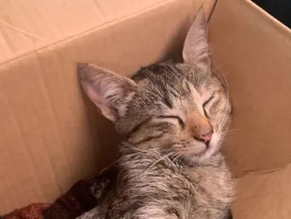 Gato SRD-ViraLata Pequeno 2-a-6-meses