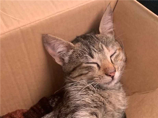 Gato Procura-Perdido Fêmea Pequeno 2 a 6 meses 