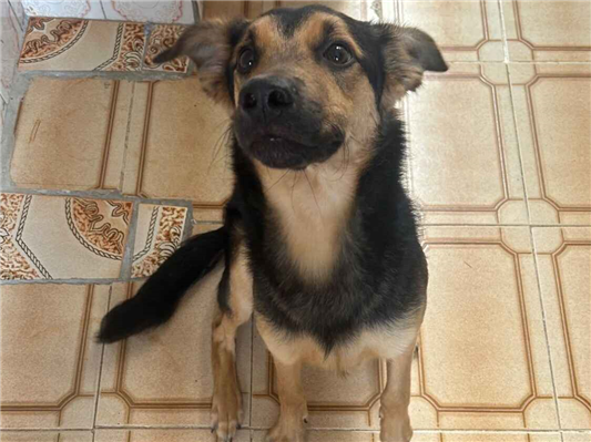 Cachorro cão para adoção Macho Médio  7 a 11 meses 