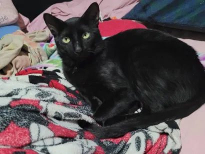 Gato SRD-ViraLata Medio 2-anos