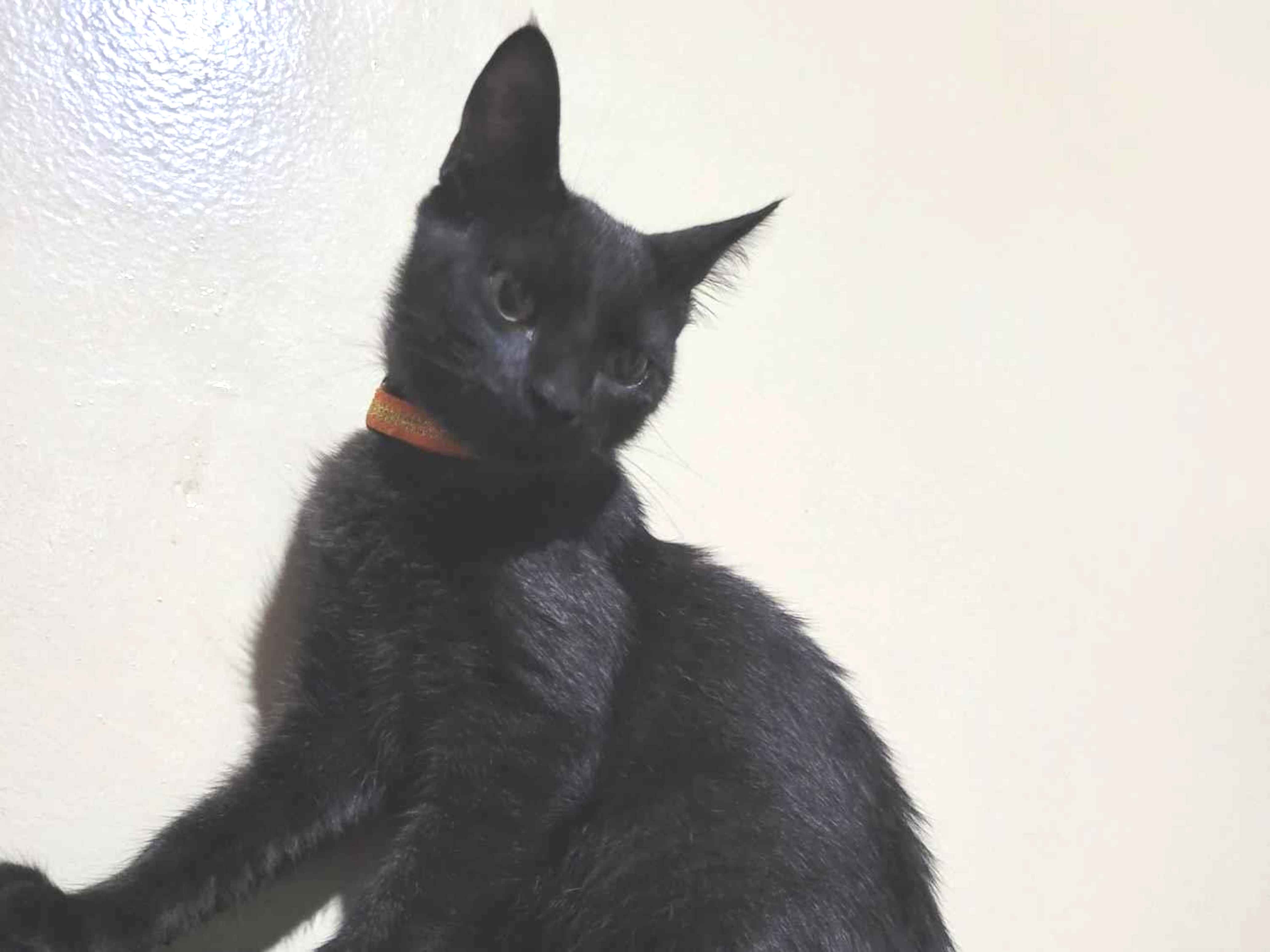 Gato SRD-ViraLata Medio 1-ano