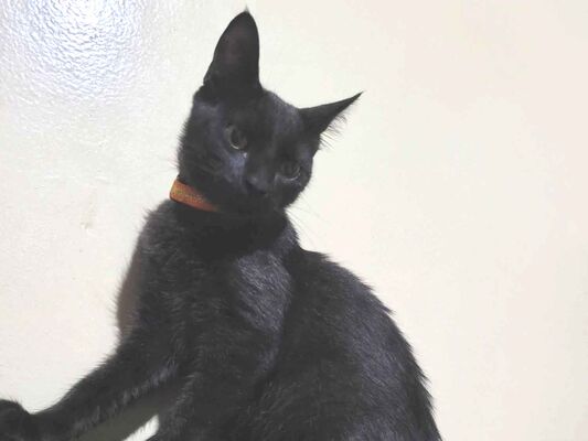 Gato para adoção Macho Médio 1 ano