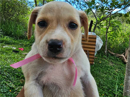 Cao - Fêmea MédioAbaixo de 2 meses