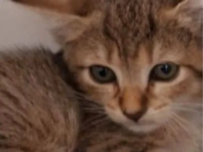 Gato SRD-ViraLata Pequeno 2-a-6-meses