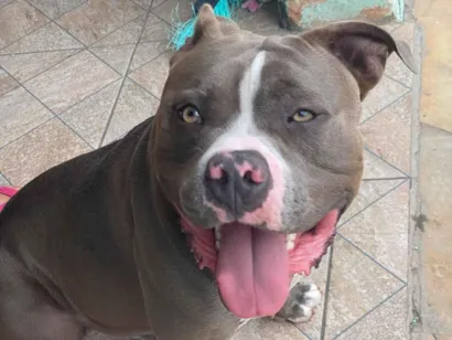 Cao Pit-Bull Medio 2-a-6-meses