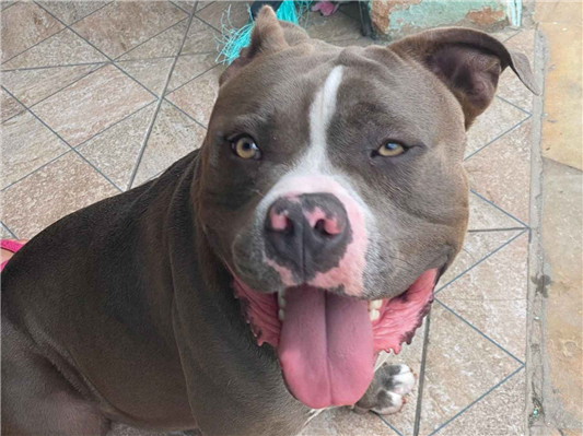 Cao - Macho Médio2 a 6 meses