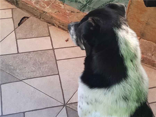 Cachorro cão para adoção Macho Médio  2 a 6 meses 