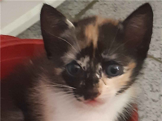 Gato para adoção Ambos Pequeno 2 a 6 meses