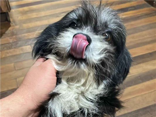 Cachorro cão para adoção Macho Pequeno 6 anos Acima 