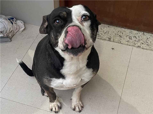 Cachorro cão para adoção Fêmea Médio  6 anos Acima 