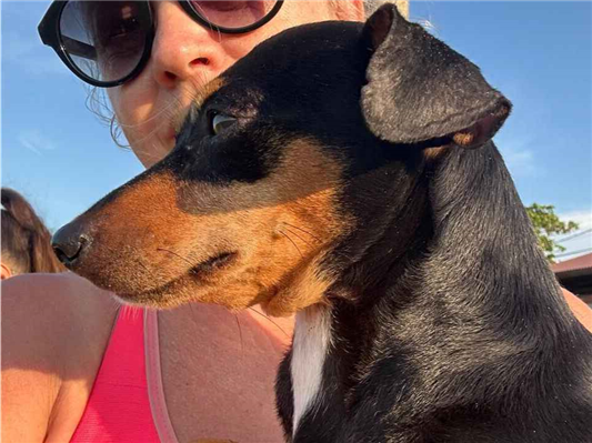 Cao - Fêmea Pequeno1 ano