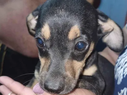 Cao SRD-ViraLata Pequeno 2-a-6-meses