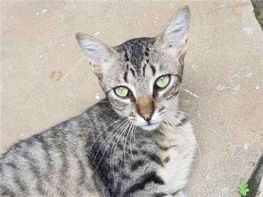 Gato para adoção Macho Pequeno 7 a 11 meses