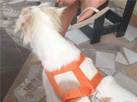 Cachorro cão para adoção Macho Pequeno 2 anos 