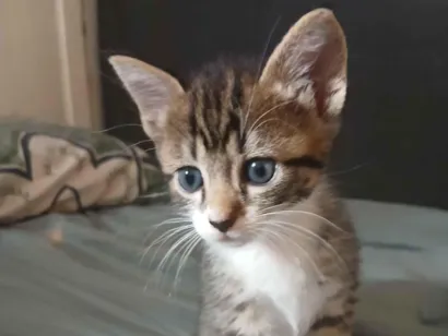 Gato SRD-ViraLata Pequeno 2-a-6-meses