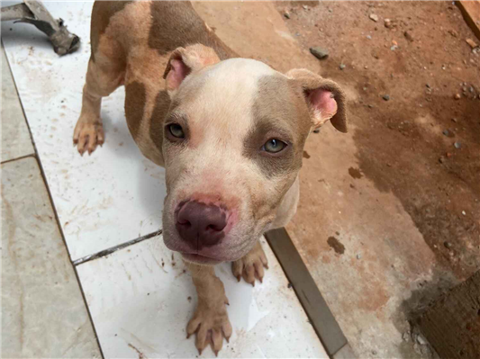 Cachorro cão para adoção Macho Pequeno Abaixo de 2 meses 