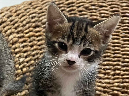 Gato para adoção Ambos Pequeno 2 a 6 meses