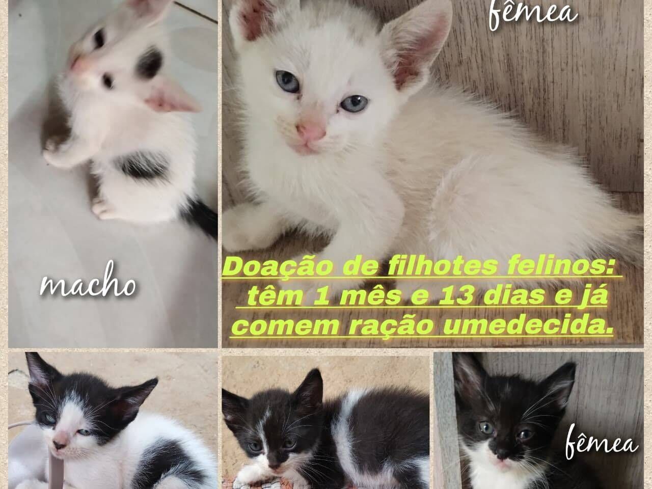 Gato SRD-ViraLata Pequeno Abaixo-de-2-meses