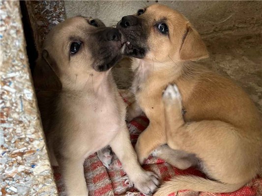 Cachorro cão para adoção Ambos Pequeno Abaixo de 2 meses 