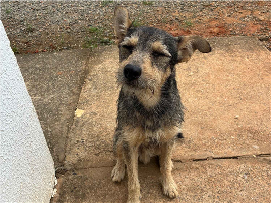 Cao - Macho Médio1 ano