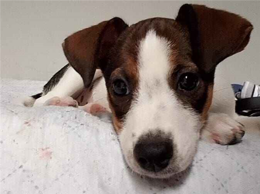 Cachorro cão para adoção Fêmea Pequeno 2 a 6 meses 