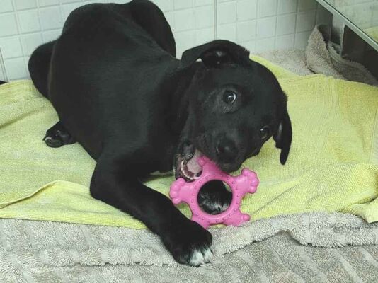 Cachorro cão para adoção Fêmea Médio  2 a 6 meses 