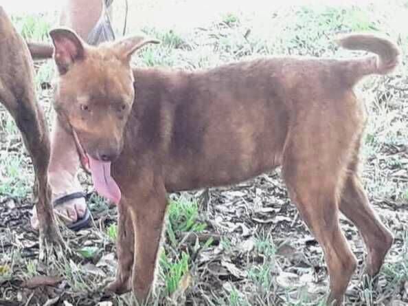 Cao SRD-ViraLata Pequeno 7-a-11-meses