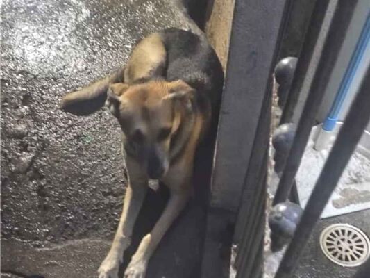 Cachorro cão para adoção Fêmea Grande 6 anos Acima 