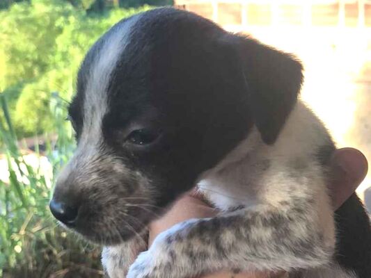 Cachorro cão para adoção Fêmea Pequeno Abaixo de 2 meses 