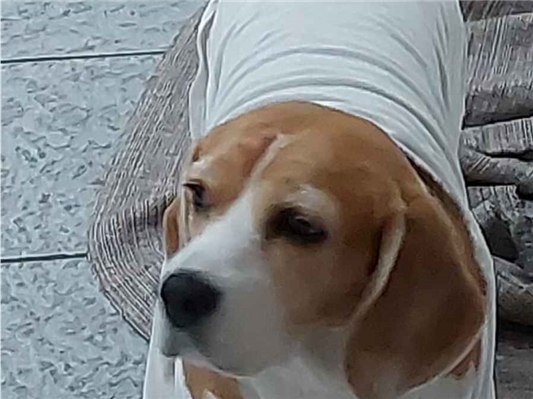 Cachorro cão para adoção Fêmea Médio  6 anos Acima 