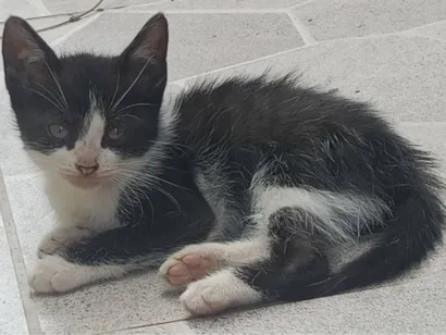 Gato SRD-ViraLata Pequeno 2-a-6-meses