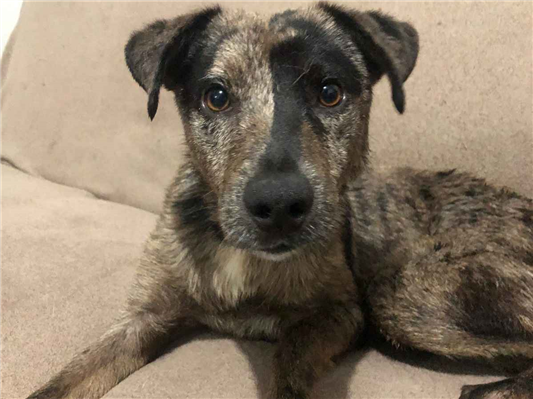 Cachorro cão para adoção Macho Pequeno 1 ano 