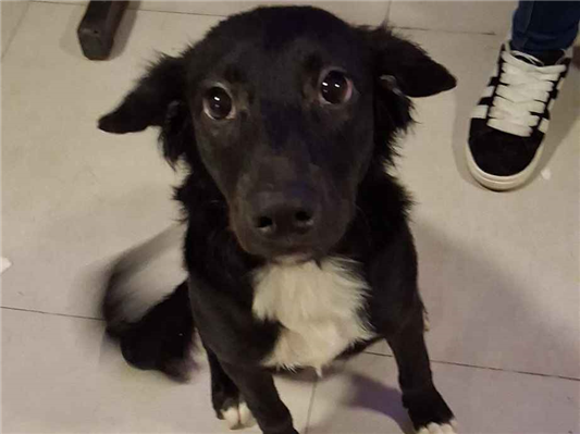 Cachorro cão para adoção Fêmea Médio  7 a 11 meses 
