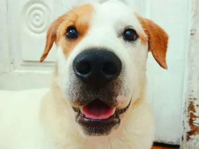 Cao Labrador Medio 7-a-11-meses