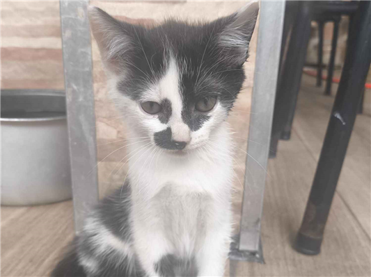 Gato para adoção Ambos Pequeno 2 a 6 meses
