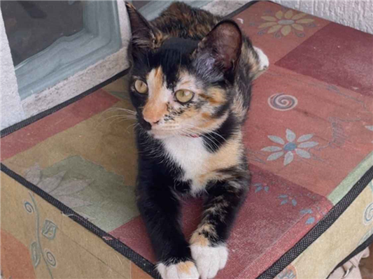 Gato para adoção Ambos Grande 2 a 6 meses