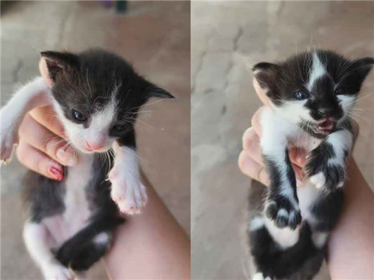 Gato para adoção Ambos Pequeno 2 a 6 meses