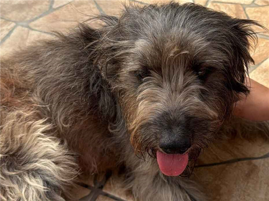 Cao - Fêmea Pequeno6 anos Acima