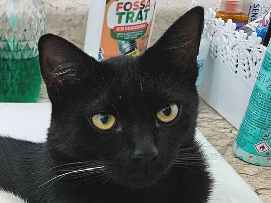 Gato Procura-Perdido Macho Médio 7 a 11 meses 