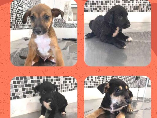 Cachorro cão para adoção Macho Médio  Abaixo de 2 meses 