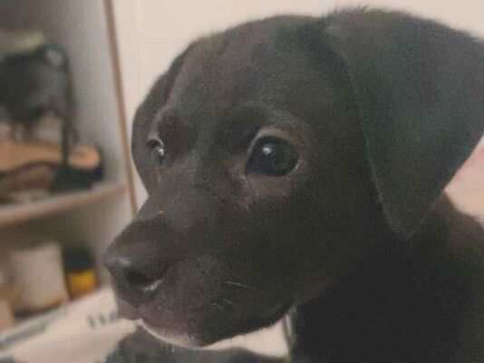 Cachorro cão para adoção Fêmea Médio  2 a 6 meses 