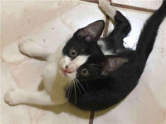 Gato para adoção Ambos Pequeno 2 a 6 meses