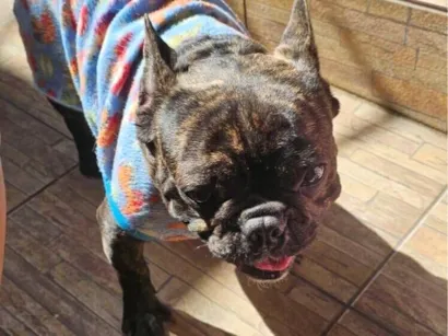 Cao Bulldog Medio 3-anos