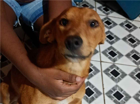 Cachorro cão para adoção Ambos Médio  7 a 11 meses 