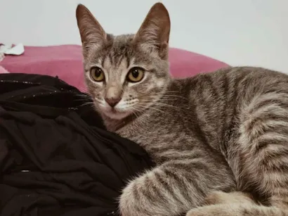 Gato SRD-ViraLata Pequeno 1-ano