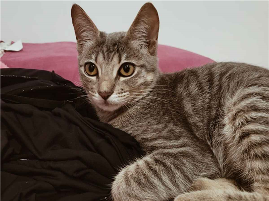 Gato para adoção Fêmea Pequeno 1 ano