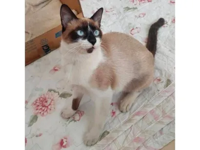 Gato Siamês Pequeno 7-a-11-meses